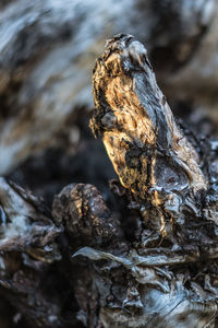 Close-up of dead tree trunk