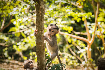 Baby monkeys climbing a tree branch