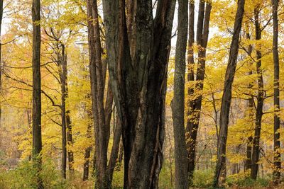 Close-up of tree trunk in forest