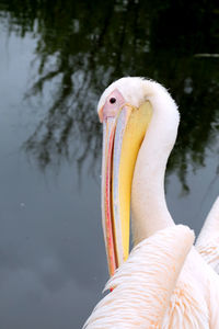 Close-up of swan in lake