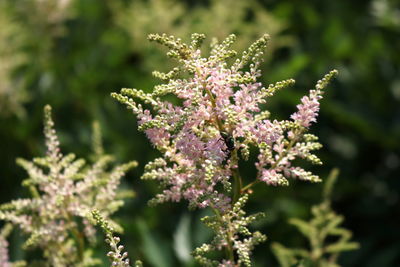 Close-up of pink flowering plant