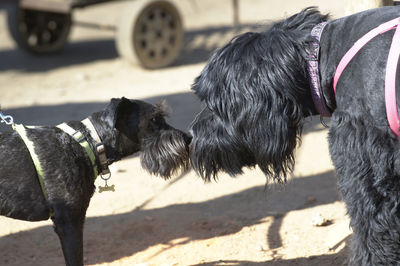 Close-up of a dog