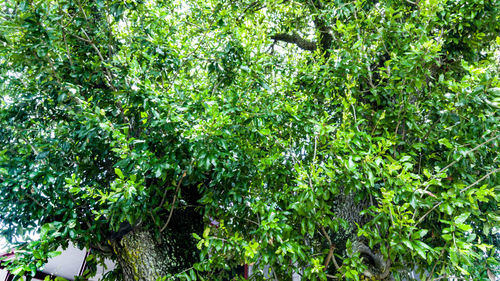 Low angle view of lush foliage