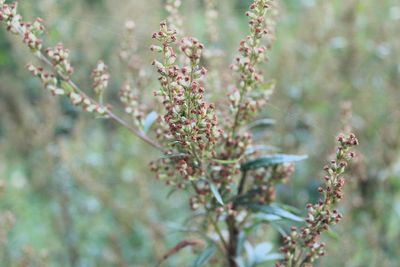 Close-up of flower buds