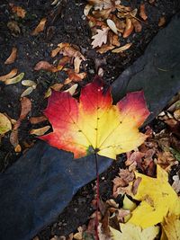 High angle view of dry maple leaves on field