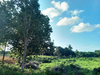 Trees on field against sky