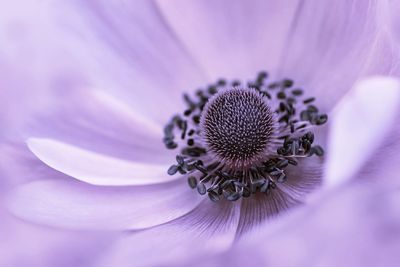 Macro shot of purple flowering plant