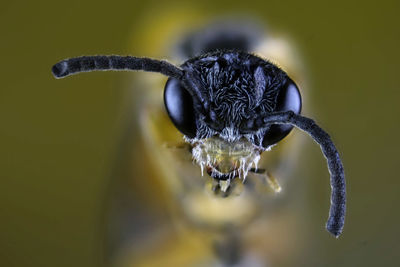 Close-up of an insect