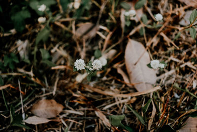 High angle view of flowering plant on field