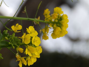 Close-up of yellow flowers