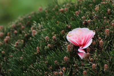 Close-up of pink flowering plants on field