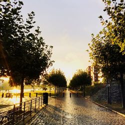 Trees in park during sunset