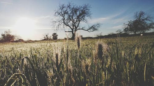 Scenic view of wheat field against sky