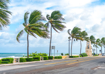 Palm trees by sea against sky