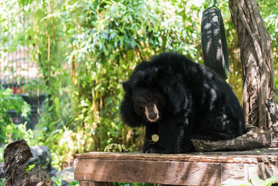 Bear sitting on wood