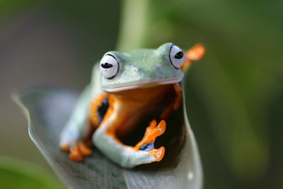 Close-up of frog on leaf