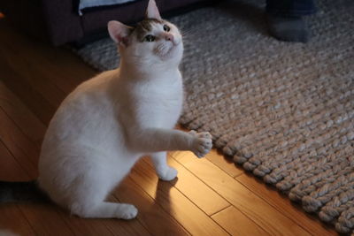 High angle view of cat sitting on wooden floor