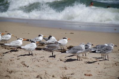 Seagulls on miami beach