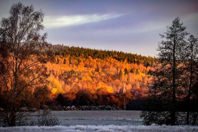 Trees on field against sky during winter