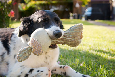 Close-up of a dog on field