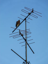 Low angle view of bird perching on power line