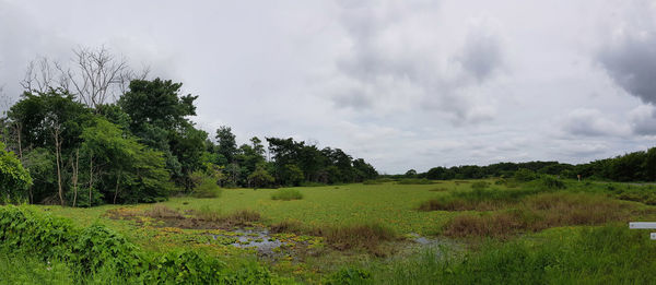 Trees on field against sky