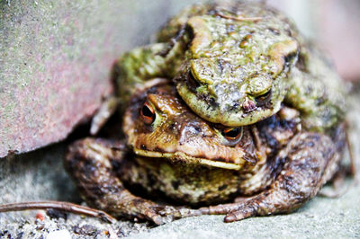 High angle view of frogs on ground