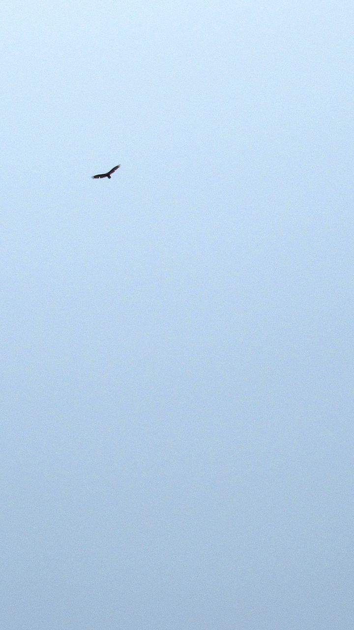 LOW ANGLE VIEW OF BIRD FLYING AGAINST CLEAR SKY