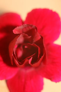 Close-up of red rose