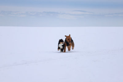 Two dogs on snow covered land