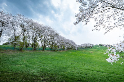 Low angle view of fresh green landscape against sky