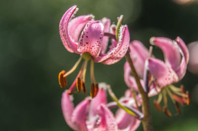 Close-up of pink flowers