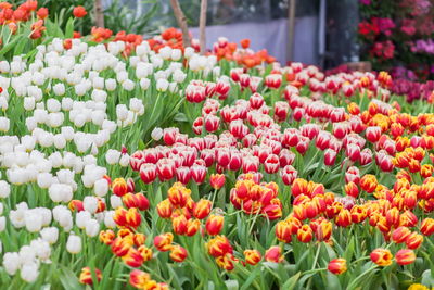 Close-up of tulips in market