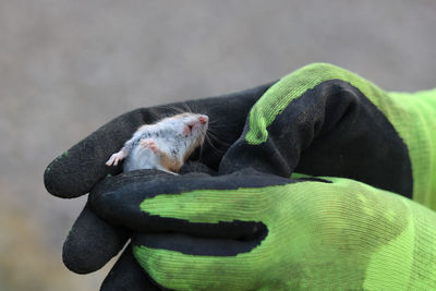 Close-up of mouse in two ha da with gloves 