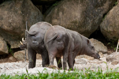 Elephant in a zoo