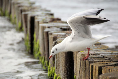 Seagull perching on wooden post