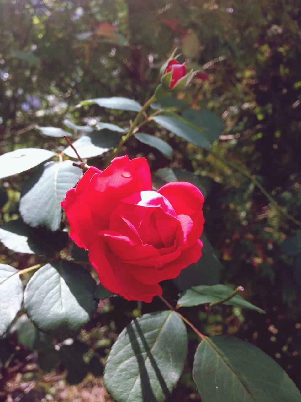 flower, petal, freshness, red, fragility, flower head, growth, rose - flower, beauty in nature, close-up, focus on foreground, leaf, blooming, plant, nature, single flower, in bloom, bud, pink color, rose