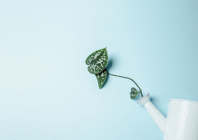 High angle view of plant in watering can over colored background