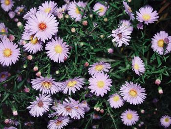 Close-up of daisy flowers