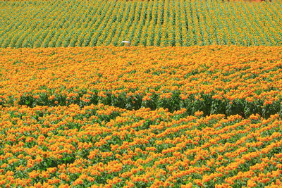 Yellow flowers growing on field