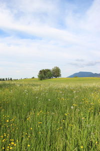 Scenic view of field against sky