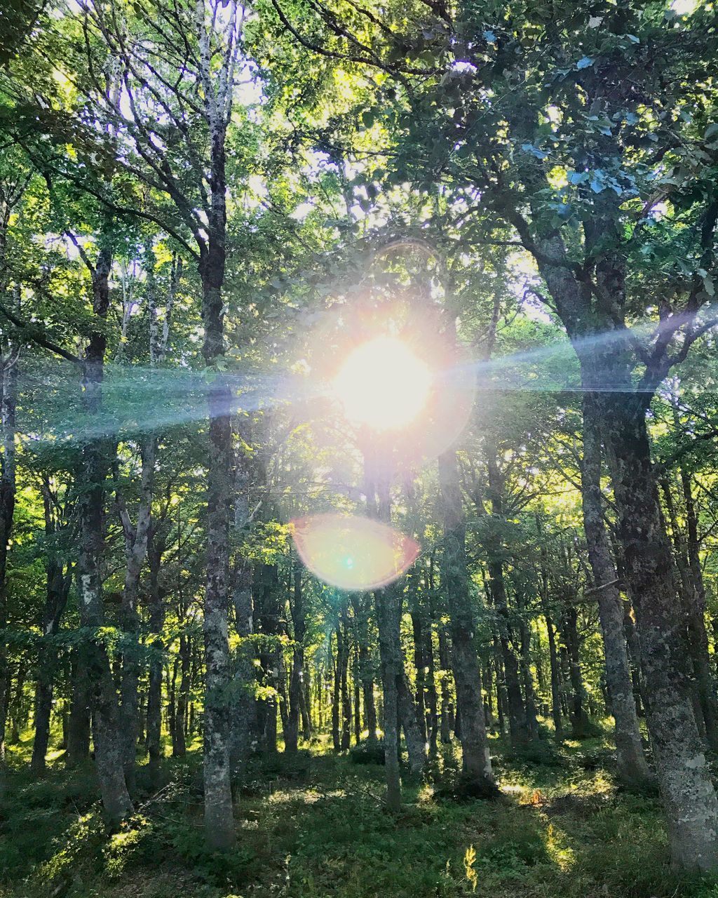 SUN STREAMING THROUGH TREES IN FOREST
