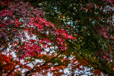 Low angle view of maple leaves on tree