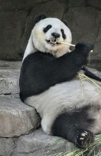 Close-up of dog sitting in zoo