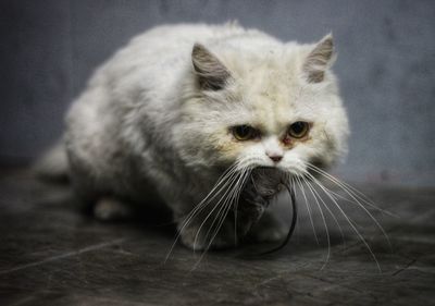 Close-up of cat looking away