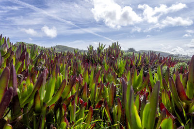 Plants growing on field against sky