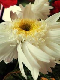 Close-up of white flower