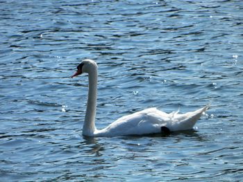 Birds in calm water