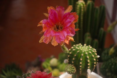 Close-up of pink flowering plant