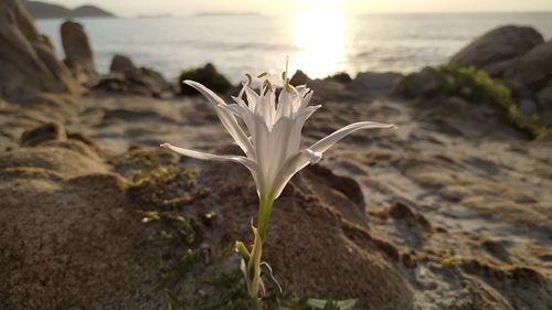 Close-up of plant on sea shore